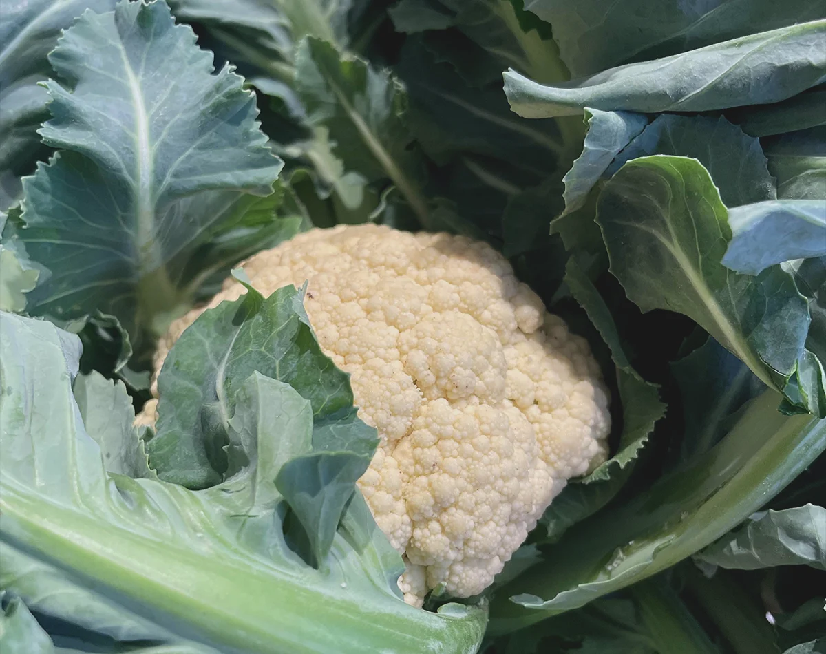 broccolo di bassano