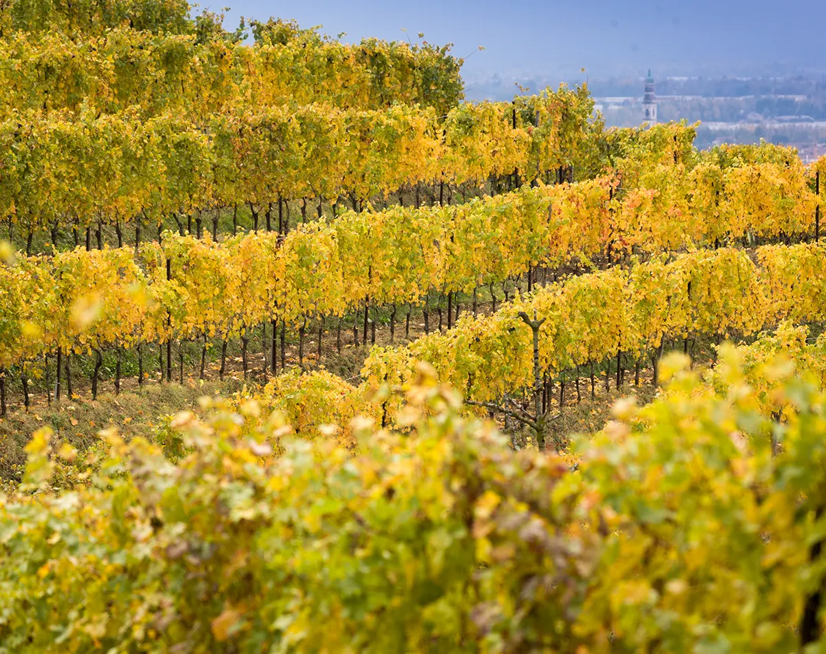 colline di viti